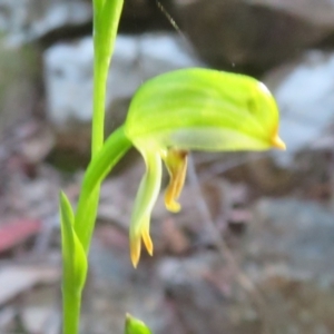 Bunochilus montanus (ACT) = Pterostylis jonesii (NSW) at Cotter River, ACT - suppressed