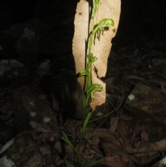 Bunochilus montanus (ACT) = Pterostylis jonesii (NSW) at Cotter River, ACT - suppressed