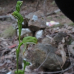 Bunochilus montanus (ACT) = Pterostylis jonesii (NSW) at Cotter River, ACT - suppressed