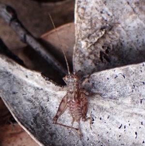 Eurepa marginipennis at Aranda, ACT - 13 Aug 2024