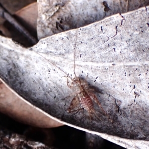 Eurepa marginipennis at Aranda, ACT - 13 Aug 2024