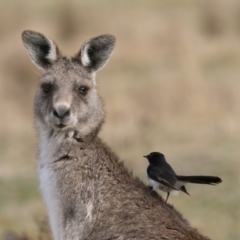 Macropus giganteus (Eastern Grey Kangaroo) at Rendezvous Creek, ACT - 25 Aug 2024 by patrickcox