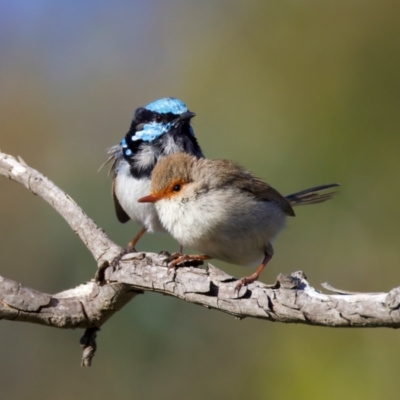 Malurus cyaneus (Superb Fairywren) at Ainslie, ACT - 24 Aug 2024 by jb2602