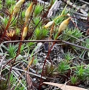 Dawsonia (genus) at Denman Prospect, ACT - 22 Aug 2024 01:42 PM