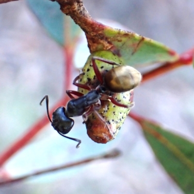 Apiomorpha sp. (genus) (A gall forming scale) at Aranda, ACT - 20 Aug 2024 by CathB