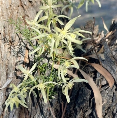 Clematis leptophylla (Small-leaf Clematis, Old Man's Beard) at Kambah, ACT - 25 Aug 2024 by LineMarie