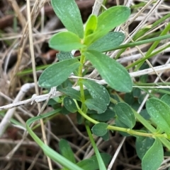 Hypericum perforatum (St John's Wort) at Denman Prospect, ACT - 22 Aug 2024 by Jennybach