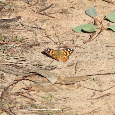 Vanessa kershawi (Australian Painted Lady) at Kambah, ACT - 24 Aug 2024 by LinePerrins