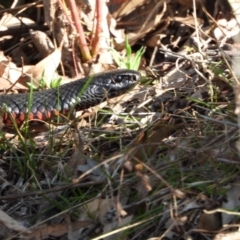 Pseudechis porphyriacus (Red-bellied Black Snake) at Kambah, ACT - 24 Aug 2024 by LinePerrins