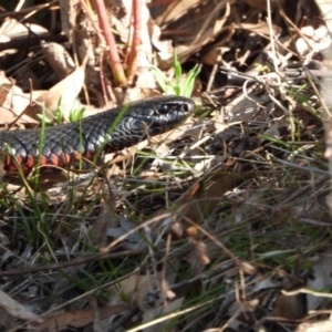 Pseudechis porphyriacus at Kambah, ACT - 24 Aug 2024 03:17 PM