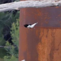 Grallina cyanoleuca (Magpie-lark) at Whitlam, ACT - 25 Aug 2024 by JimL