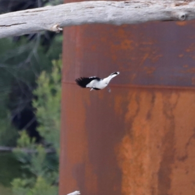 Grallina cyanoleuca (Magpie-lark) at Whitlam, ACT - 25 Aug 2024 by JimL