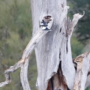 Grallina cyanoleuca at Whitlam, ACT - 25 Aug 2024