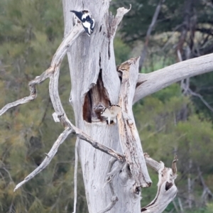 Grallina cyanoleuca at Whitlam, ACT - 25 Aug 2024