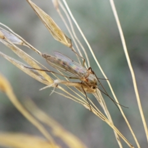 Chironomidae (family) at Aranda, ACT - 21 Aug 2024 04:22 PM