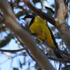 Pachycephala pectoralis (Golden Whistler) at Ainslie, ACT - 24 Aug 2024 by jb2602