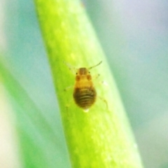 Psyllidae sp. (family) at Aranda, ACT - 11 Aug 2024 by CathB