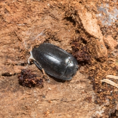 Pterohelaeus striatopunctatus (Darkling beetle) at Higgins, ACT - 21 Aug 2024 by AlisonMilton