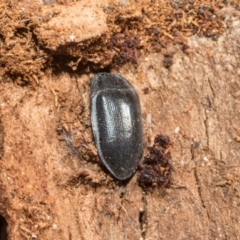 Pterohelaeus striatopunctatus at Higgins, ACT - 21 Aug 2024 10:06 AM