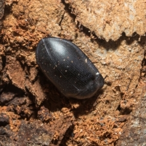 Pterohelaeus striatopunctatus at Higgins, ACT - 21 Aug 2024 10:06 AM