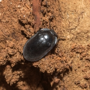 Pterohelaeus striatopunctatus at Higgins, ACT - 21 Aug 2024 10:06 AM