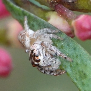 Opisthoncus grassator at Hall, ACT - 25 Aug 2024