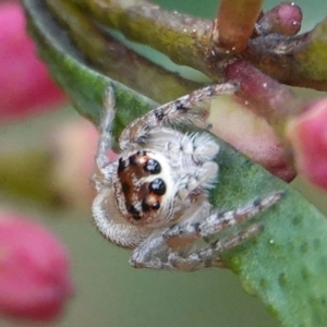 Opisthoncus grassator at Hall, ACT - 25 Aug 2024 11:41 AM