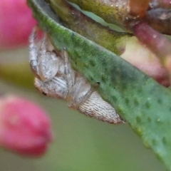 Opisthoncus grassator at Hall, ACT - 25 Aug 2024