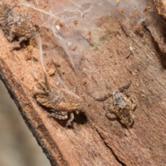 Fulgoroidea sp. (superfamily) (Unidentified fulgoroid planthopper) at Higgins, ACT - 21 Aug 2024 by AlisonMilton