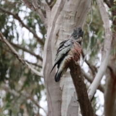 Callocephalon fimbriatum (Gang-gang Cockatoo) - 1 Jan 1900 by LydiaB