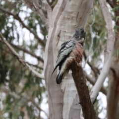 Callocephalon fimbriatum (Gang-gang Cockatoo) at Aranda, ACT - 25 Aug 2024 by LydiaB