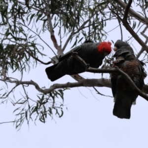 Callocephalon fimbriatum at Aranda, ACT - 25 Aug 2024