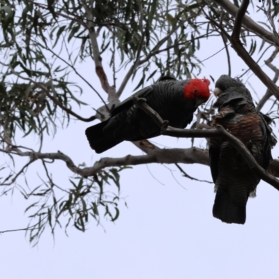 Callocephalon fimbriatum (Gang-gang Cockatoo) - 1 Jan 1900 by LydiaB