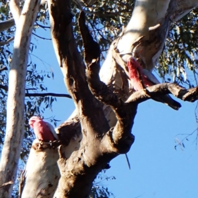 Eolophus roseicapilla (Galah) at Cook, ACT - 24 Aug 2024 by CathB