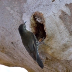 Cormobates leucophaea at Ainslie, ACT - 24 Aug 2024 04:42 PM