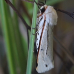Paramsacta marginata (Donovan's Tiger Moth) at Gundaroo, NSW - 30 Mar 2022 by MaartjeSevenster