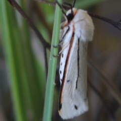 Aloa marginata (Donovan's Tiger Moth) at Gundaroo, NSW - 30 Mar 2022 by MaartjeSevenster