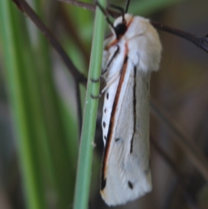 Aloa marginata at Gundaroo, NSW - 30 Mar 2022