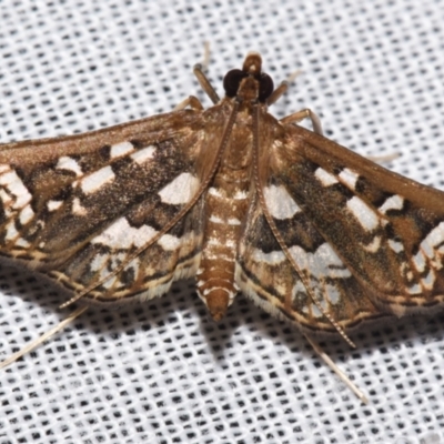 Ischnurges illustralis (A Crambid moth) at Sheldon, QLD - 9 Mar 2024 by PJH123