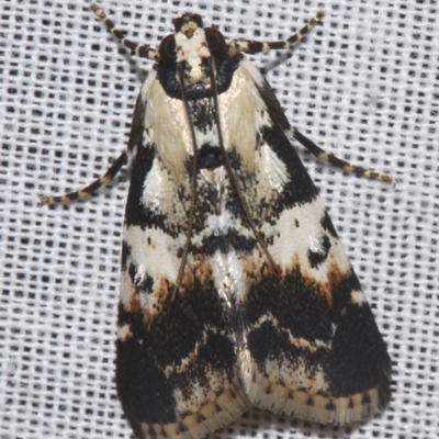 Orthaga sp near seminivea at Sheldon, QLD - 9 Mar 2024 by PJH123