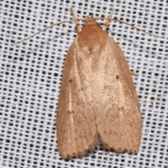 Garrha (genus) at Sheldon, QLD - 9 Mar 2024 by PJH123