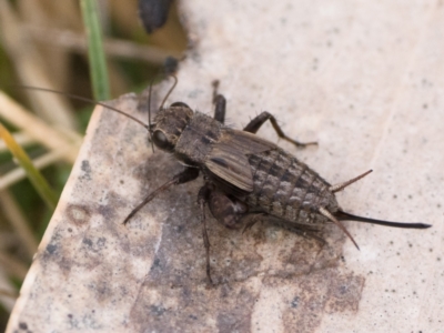 Bobilla aff. victoriae at Tennent, ACT - 25 Aug 2024 by patrickcox