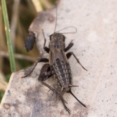 Bobilla aff. victoriae at Tennent, ACT - 25 Aug 2024