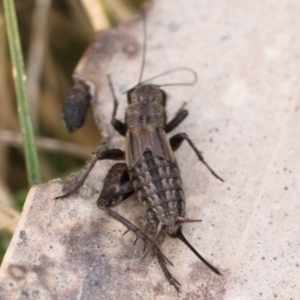 Bobilla aff. victoriae at Tennent, ACT - 25 Aug 2024