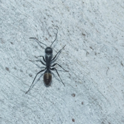 Camponotus aeneopilosus (A Golden-tailed sugar ant) at Higgins, ACT - 20 Aug 2024 by AlisonMilton