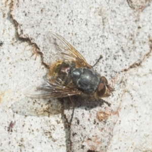 Calliphora stygia at Higgins, ACT - 21 Aug 2024 10:09 AM