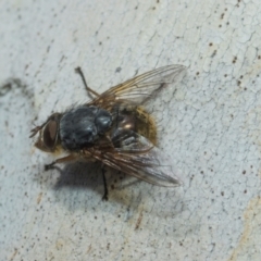 Calliphora stygia at Higgins, ACT - 21 Aug 2024 10:09 AM