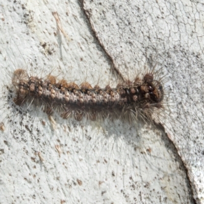 Lithosiini (IMMATURE) (A Footman or Lichen moth (Lithosiini)) at Higgins, ACT - 21 Aug 2024 by AlisonMilton