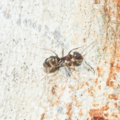 Iridomyrmex rufoniger (Tufted Tyrant Ant) at Higgins, ACT - 21 Aug 2024 by AlisonMilton