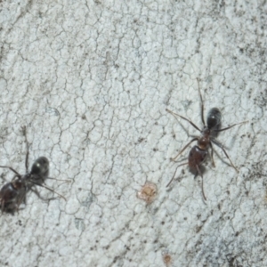 Iridomyrmex sp. (genus) at Higgins, ACT - 21 Aug 2024 10:00 AM